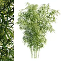 Lush Bamboo Plants With Green Foliage And Stems