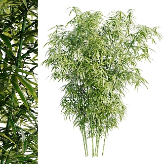 Bamboo Plant Green Plant Bamboo Forest Outdoor Bamboo Leaf 3d model