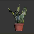 Sansevieria Snake Plant With Green And Yellow Striped Leaves In Red Pot