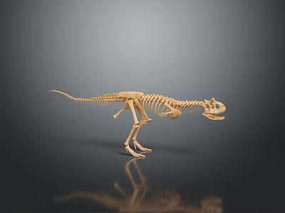Detailed Dinosaur Skeleton Standing On Gray Gradient Background With Reflection Below 3d model