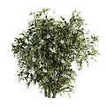 Lush Green Garden Shrubs With Dense Foliage And White Blossoms In Various Sizes