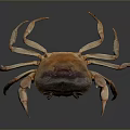Dark Brown Crab With Prominent Claws And Extended Legs On Gray Surface