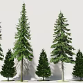 Diverse Coniferous Trees for Landscape Design with Various Heights and Green Foliage