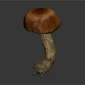 Single Orange Mushroom With Textured Cap And Root Like Stem On Gray Background