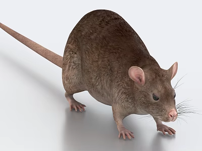 Small Brown Reptile With Long Tail Standing On Shiny Smooth Surface 3d model