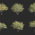 Various Arbor Trees With Green And Yellow Foliage And Diverse Canopy Forms 3d model