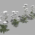 Green Leaf Plants With White Flowers And Lush Foliage Arranged In Multiple Groups
