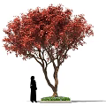 Ornamental Arbor With Lush Vibrant Red Leaves And Human Figure For Scale Decoration