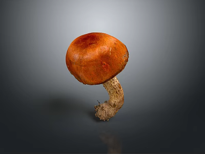 Single Orange Mushroom With Textured Cap And Root Like Stem On Gray Background 3d model