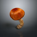 Single Orange Mushroom With Textured Cap And Root Like Stem On Gray Background