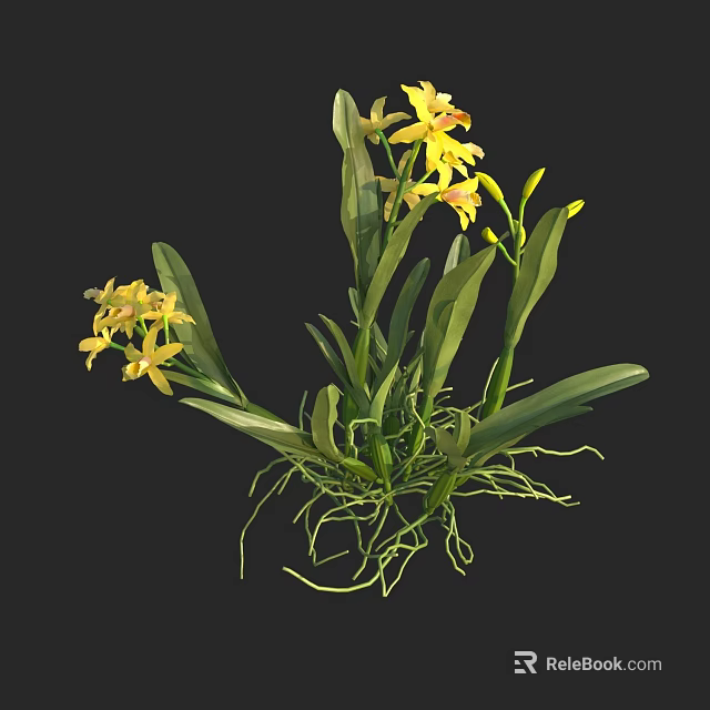 Yellow Orchids With Green Leaves And Exposed Roots On Black Background 3d model 