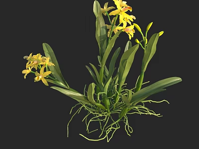 Yellow Orchids With Green Leaves And Exposed Roots On Black Background 3d model