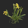 Yellow Orchids With Green Leaves And Exposed Roots On Black Background