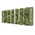 Lush Green Shrubs Arranged In Neat Rows With Various Heights For Landscape Design