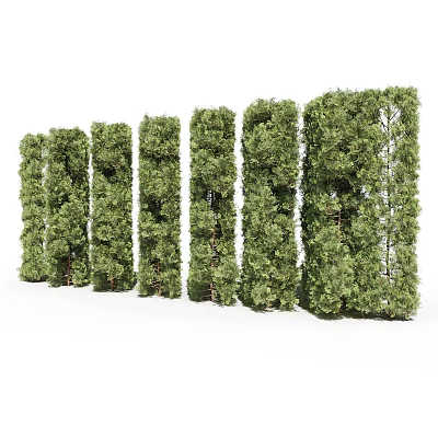 Lush Green Shrubs Arranged In Neat Rows With Various Heights For Landscape Design 3d model