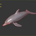 White Dolphin 3D Rendering With Sleek Body And Dark Background Reflection 3d model