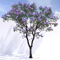 Purple Flowering Arbor Tree with Dark Trunk Blue Sky White Clouds and White Wall Shadows