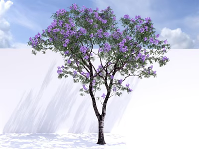 Purple Flowering Arbor Tree with Dark Trunk Blue Sky White Clouds and White Wall Shadows 3d model