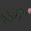 Beautiful Pink Rose Plant With Fresh Green Leaves On Slender Stem
