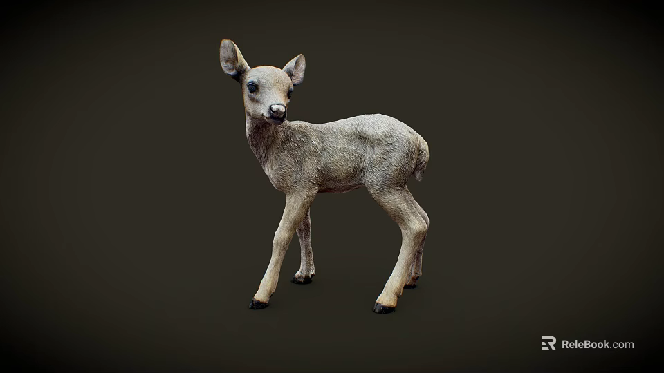 Young Fawn Standing On Dark Background With Light Gray Fur And Ears 3d model 