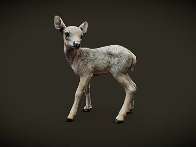 Young Fawn Standing On Dark Background With Light Gray Fur And Ears 3d model