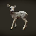 Young Fawn Standing On Dark Background With Light Gray Fur And Ears
