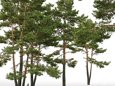 Big tree pine 3d model