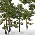 Big tree pine 3d model