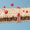 Modern fat fat protein bacteria 3d model