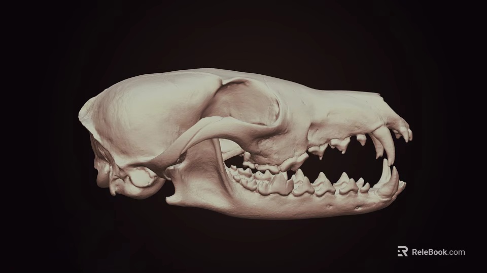 Detailed Animal Skull With Sharp Teeth And Bone Structure On Dark Background 3d model 