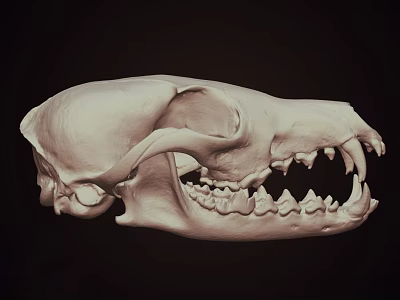Detailed Animal Skull With Sharp Teeth And Bone Structure On Dark Background 3d model