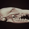 Detailed Animal Skull With Sharp Teeth And Bone Structure On Dark Background 3d model