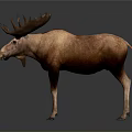 Realistic Moose 3D Model With Brown Body And Large Antlers On Gray Background