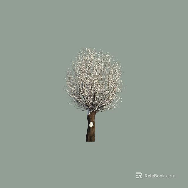 Tall Arbor Tree With Brown Trunk And White Blooming Branches 3d model