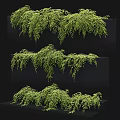 Green Decorative Vines In Various Hanging Forms For Interior Design
