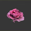Vibrant Pink Rose Bloom With Soft Petals On Dark Background And Clear Reflection 3d model