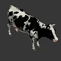 Black and White Spotted Cow with Horns Standing on Gray Background