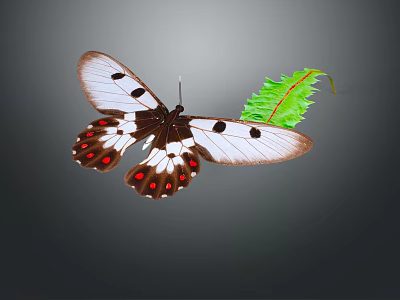 Stunning Butterfly With White Brown Wings And Red Spots By Green Leaf 3d model