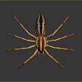 Yellow Striped Spider With Long Legs And Detailed Body On Dark Background