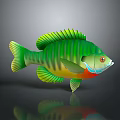 Colorful Green Striped Aquatic Fish with Vibrant Green Fins and Red Belly