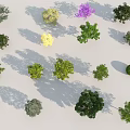 Various Colorful Plant Species Displayed With Green Yellow Purple Hues In Arranged Collection