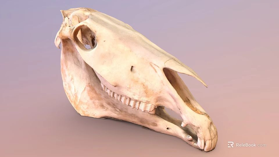 Detailed Horse Skull Skeleton With Natural Bone Texture And Teeth 3d model