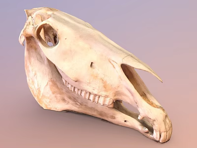 Detailed Horse Skull Skeleton With Natural Bone Texture And Teeth 3d model