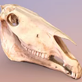 Detailed Horse Skull Skeleton With Natural Bone Texture And Teeth 3d model