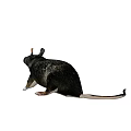 Small Reptile With Scaly Skin And Long Tail In Natural Habitat