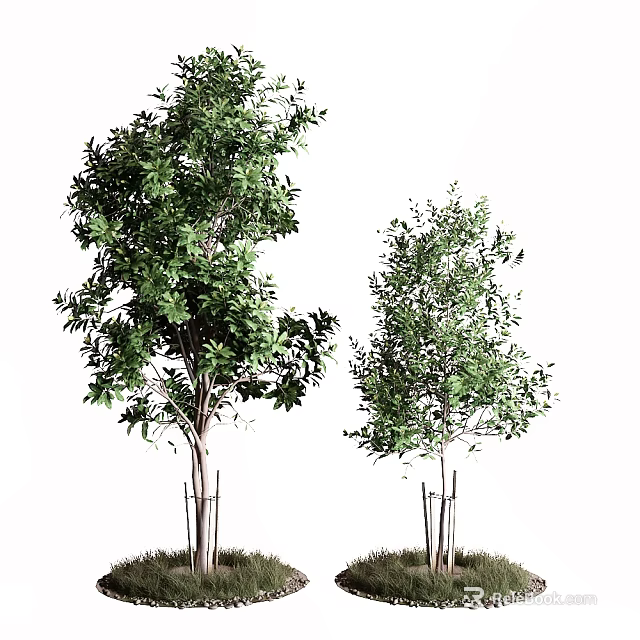 Two Lush Green Trees With Dense Foliage In Outdoor Garden Setting 3d model 
