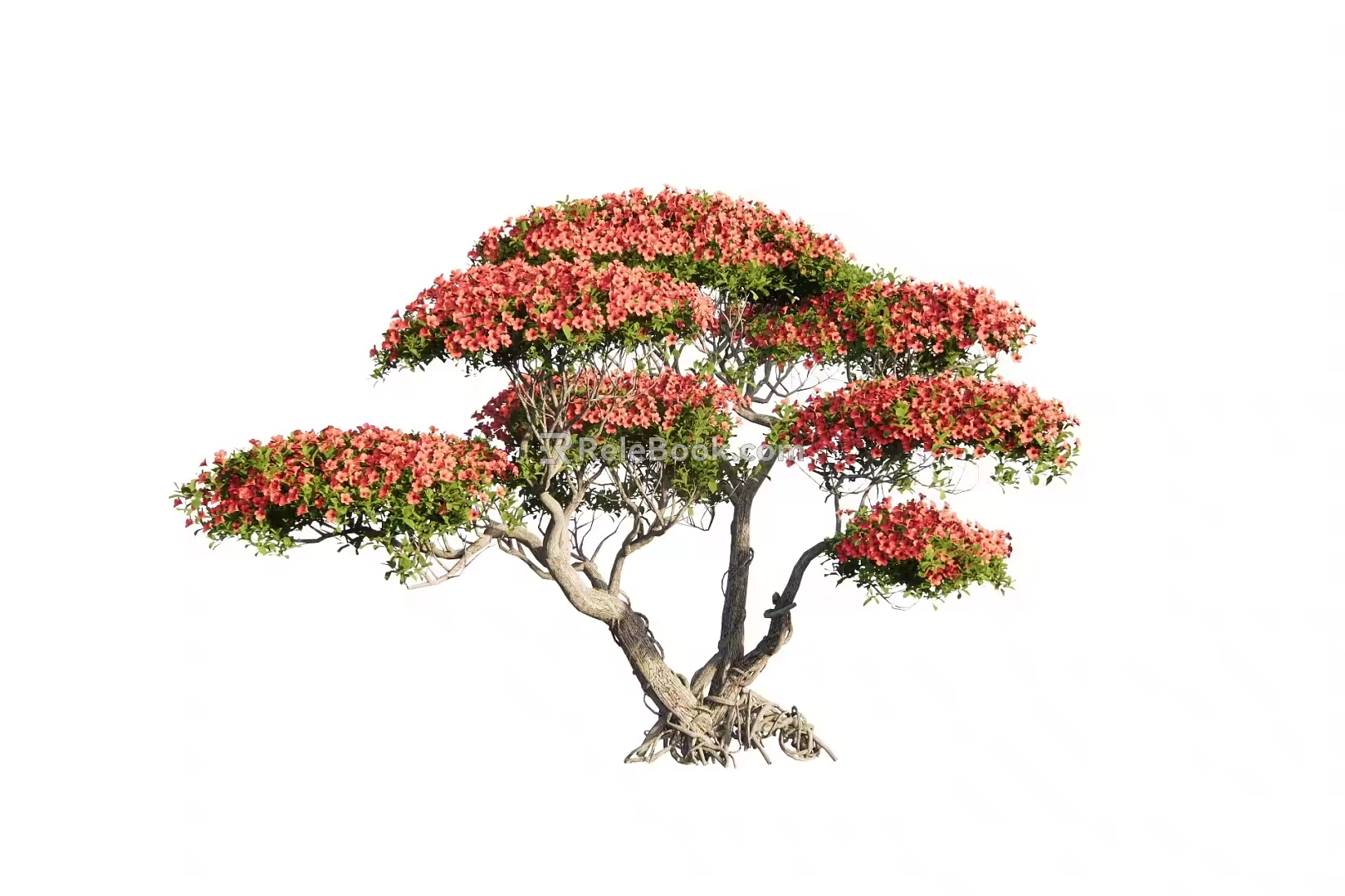 Modeling Rhododendron Old Pile Modeling Tree Shrub 3d model
