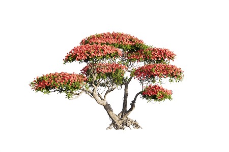 Modeling Rhododendron Old Pile Modeling Tree Shrub 3d model