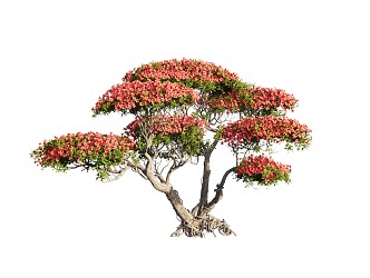 Modeling Rhododendron Old Pile Modeling Tree Shrub 3d model