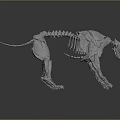 Detailed Dog Skeleton 3D Model With Realistic Bone Structure And Digital Rendering